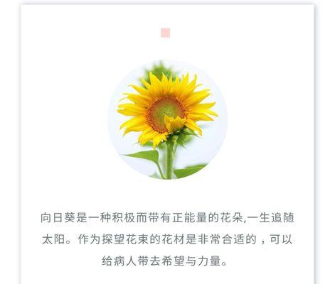 以玫瑰花为主题的花语，传递我爱你的情感（表达爱意的花语，玫瑰花的浪漫与温馨）