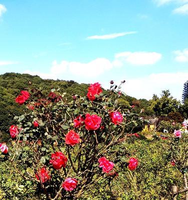 月季花的生长高度及关键因素（从土壤、气候到剪枝技巧，让你的月季花蓬勃生长）