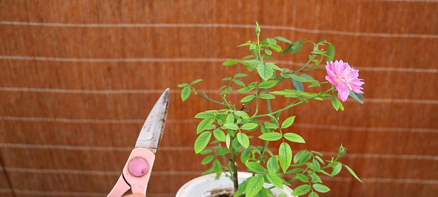 月季花的生长高度及关键因素（从土壤、气候到剪枝技巧，让你的月季花蓬勃生长）