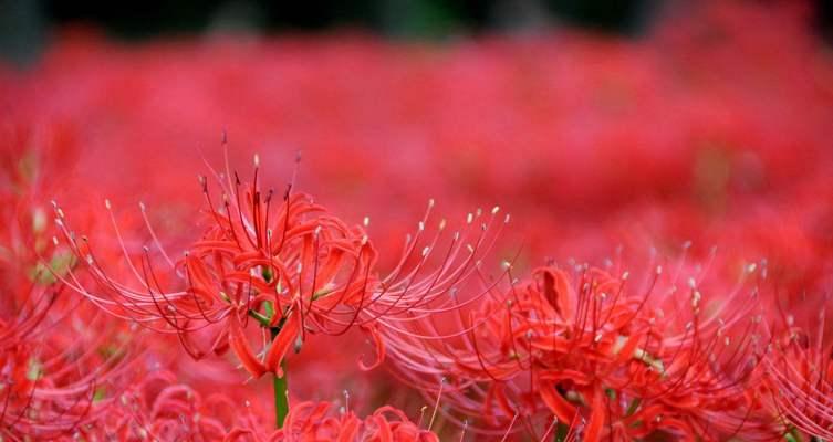 红玫瑰，传递我喜欢你的花语（红玫瑰花语、红玫瑰的象征意义及传递爱意的方式）