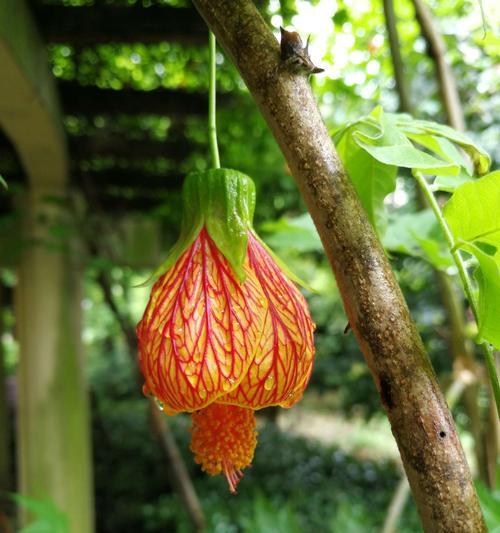 希望之花——以向日葵为主题的花语（向日葵的花语及其寓意）