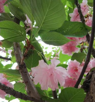 盛开幸福的花朵——希望你开心（以郁金香为花语，让快乐绽放）