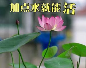 养护睡莲的方法（关注这些细节，让你的睡莲健康茁壮）