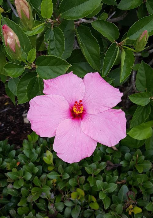 木槿掉花蕾的原因（探究木槿花掉落的原因以及如何防止花蕾掉落）