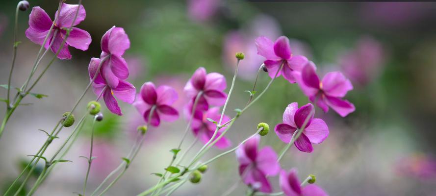 以百合花的花语为主题，写一篇关于新生的文章（百合花的花语和寓意，祝福新生的美好之花）