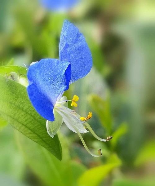 花语之幸运成功（以红掌花的花语为主题）