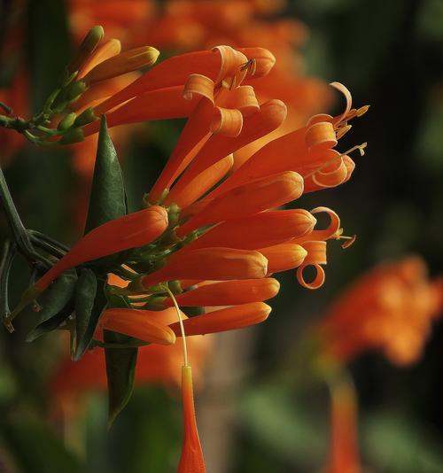 炮仗花开花时间的探究（炮仗花的花期、开花原因及观赏技巧）