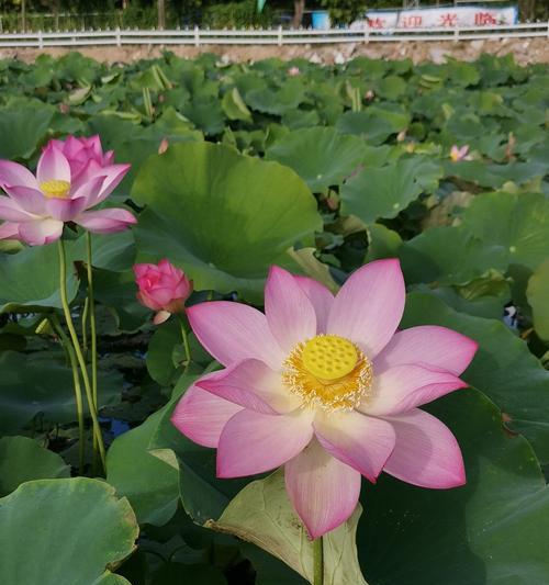 荷花的特点和象征意义（水中的圣洁——荷花的生命之美）