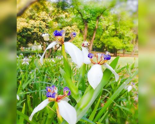 友谊长存——以郁金香的花语为主题（用一束郁金香传递友谊的力量）