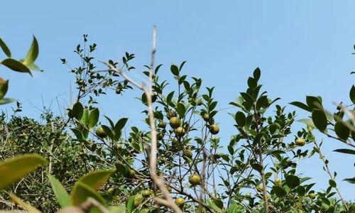 茶油树种植几年可以结果？（探究茶油树的成长周期及其生产经验。）