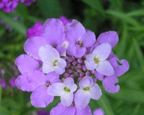 蜂室花的播种时机（了解蜂室花种植的技巧与诀窍）