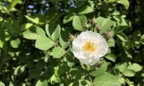 白色蔷薇花的独特之美（探秘白色蔷薇花的特点与魅力）