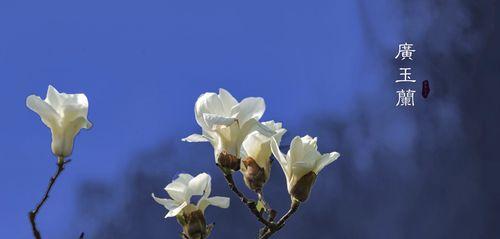 自信之花（阳光般的自信，向日葵在草原上怒放）