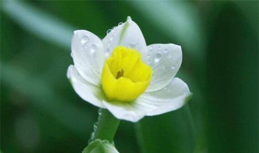 以莲花为主题的花语（启示于莲花，深度探索个体成长和内在实现的奥秘）