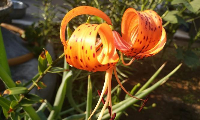 百合花，世界花卉之一（从品种到美学，了解百合花的奥秘）