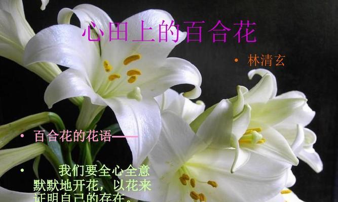 百合花，世界花卉之一（从品种到美学，了解百合花的奥秘）