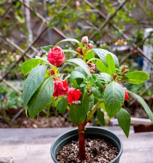 茶花凤仙播种技巧（时间、方法、注意事项一一详解）