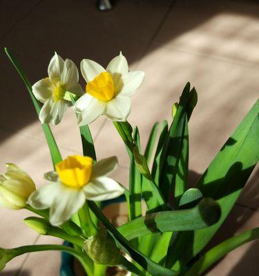 水仙花的花语与代表意义（揭示水仙花作为象征性花卉的潜力及其与人类情感的共鸣）