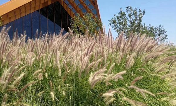 狼尾草的种植与养护（学会正确养护，让狼尾草持久繁茂）