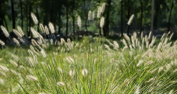 狼尾草的种植与养护（学会正确养护，让狼尾草持久繁茂）