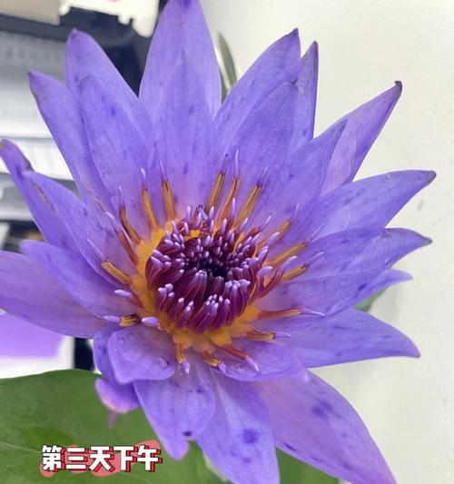 睡莲开花的寓意和象征（美丽的睡莲，寓意与象征解析）