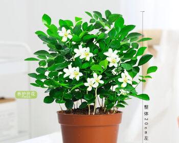 九里香的水培种植方法（可持续种植方式的探索）