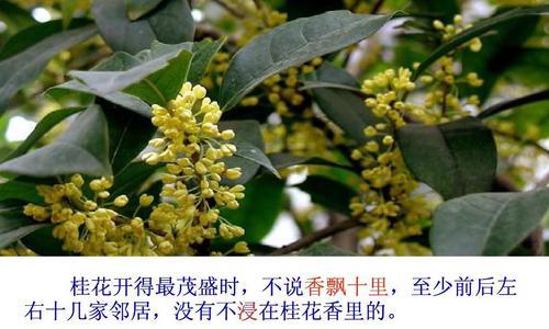 哪种桂花最香？（品鉴不同品种桂花，寻找最具芳香的桂花品种）