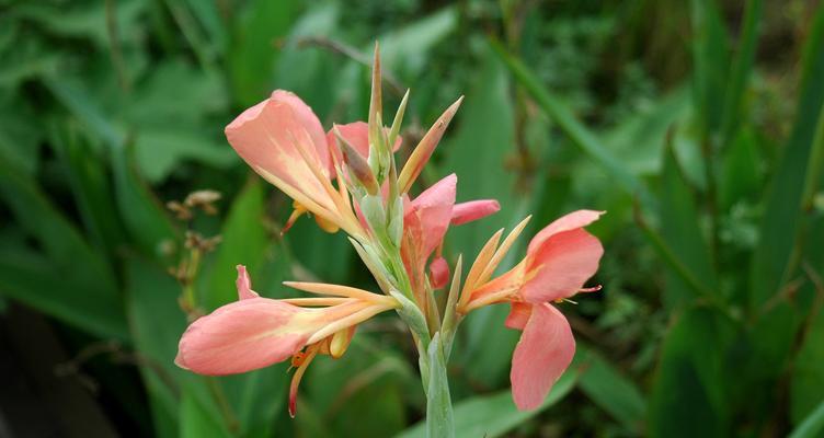 秋天花开，繁花似锦（秋日花海，迎接美丽的季节）