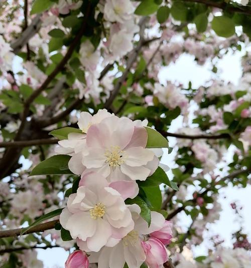 春天花开，芬芳四溢（一起欣赏春天的瑰丽花海）