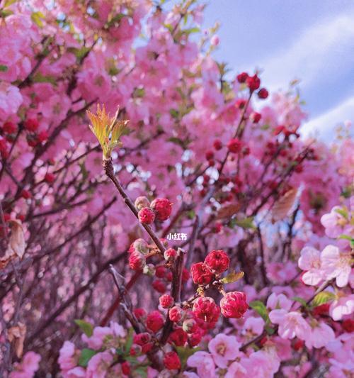 春天花开，芬芳四溢（一起欣赏春天的瑰丽花海）