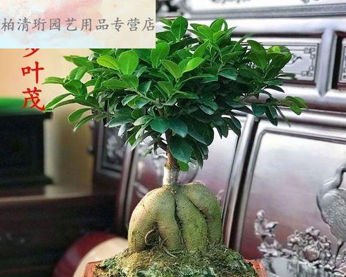 气根植物的种类和特点（探索气根植物世界，了解其形态和生长习性）