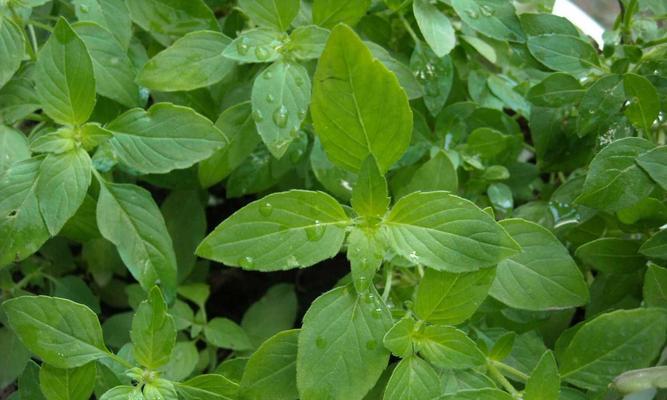 荆芥种植全攻略（时间、方法、技巧，让你轻松打造健康芳香园）