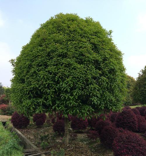 如何种植健康的桂花树？（专家教你掌握桂花种植技巧，打造美丽的园林）