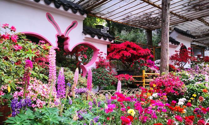 黄山市花杜鹃花的象征与意义（探寻黄山市花杜鹃花所蕴含的文化内涵）