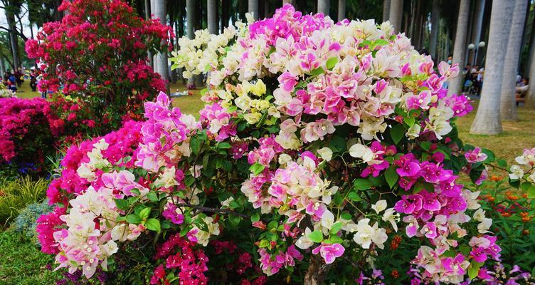 黄山市花杜鹃花的象征与意义（探寻黄山市花杜鹃花所蕴含的文化内涵）