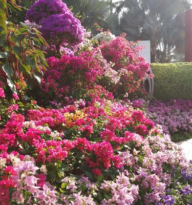 黄山市花杜鹃花的象征与意义（探寻黄山市花杜鹃花所蕴含的文化内涵）