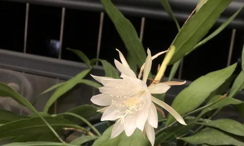 以家里养昙花吉利吗？（昙花开花代表什么预兆？）