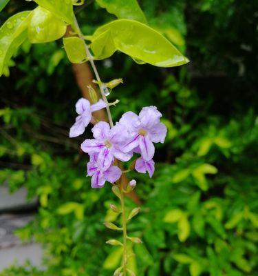 金露花的花语与寓意（绽放如金，传递希望的金露花）