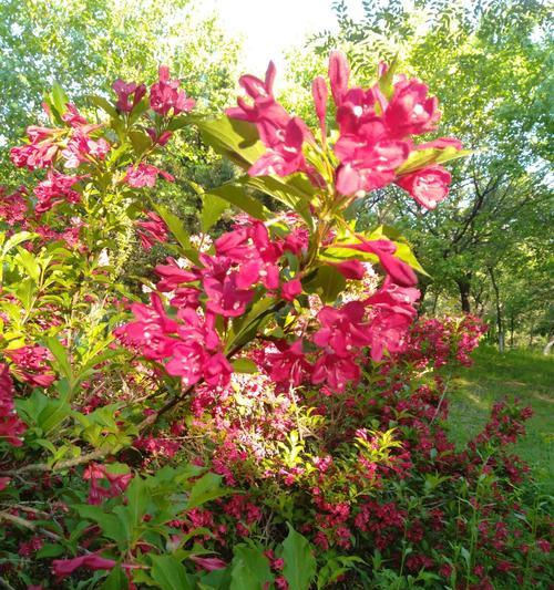 锦带花（解读锦带花的花语，了解它所代表的寓意与象征）