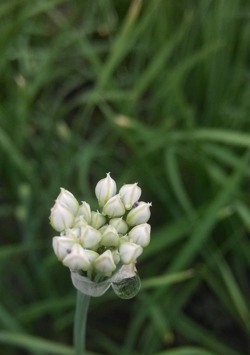 韭菜的风水寓意与种植位置（探寻韭菜的秘密）