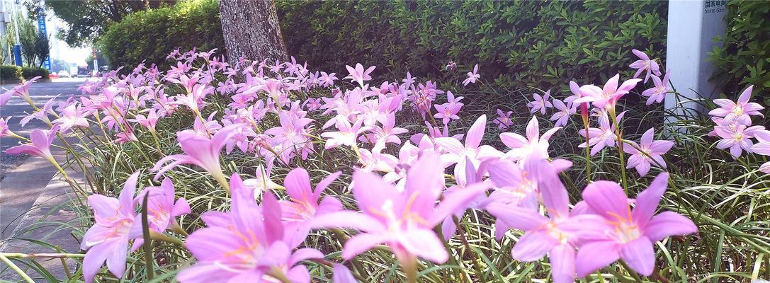 韭莲的花语与意义（祝福与坚韧——韭莲开出的情感）