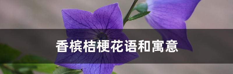 桔梗花语与寓意（桔梗花语的深意与文化内涵，传承千年的吉祥符号）