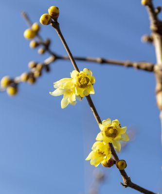 腊梅花的花语与代表意义（传递坚韧和坚持的腊梅花，唤醒冬日的希望）