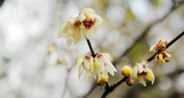 腊梅花的花语与代表意义（传递坚韧和坚持的腊梅花，唤醒冬日的希望）