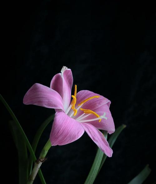 兰花草开花的时间和寓意（探寻兰花草盛放的时刻与象征意义）