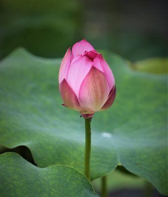 莲花的生肖象征意义（揭秘莲花与十二生肖的奇妙联系）