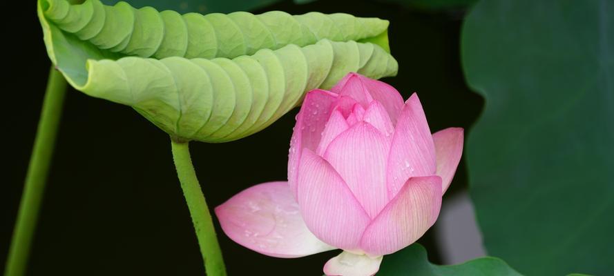 莲花的象征意义（探寻莲花在文化中的独特象征）