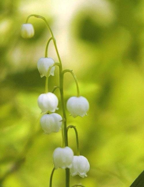 铃兰花的花语与象征意义（揭开铃兰花神秘的花语之谜）