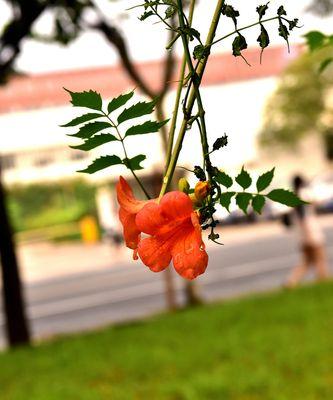 凌霄花（凌霄花的传奇与意义）