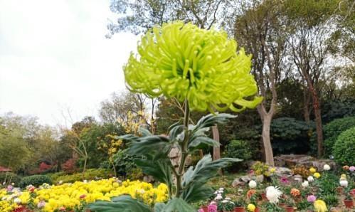 绿菊花的花语及象征意义（绿菊花的花语解析与鉴赏）